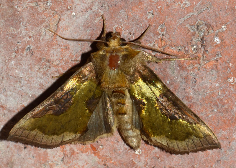 Noctuidae Diachrysia stenochrysis